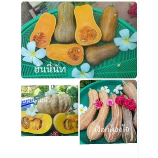 เมล็ดฟักทองเงือกสองใจ เงือก2ใจ และอีกหลายสายพันธุ์