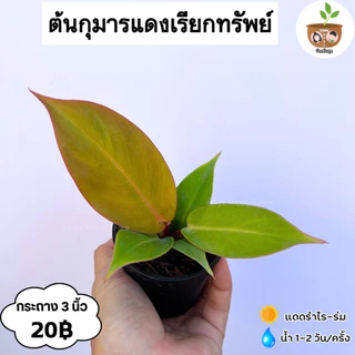 ต้นกุมารแดงเรียกทรัพย์ จัดส่ง 2 ต้นขึ้นไป คละแบบได้