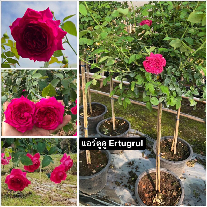 กุหลาบ-ทรีโรสแอร์ตูลู Tree Rose Ertugrul  ดอกห้อย สีชมพูเข้ม ไร้หนาม หอมแรง