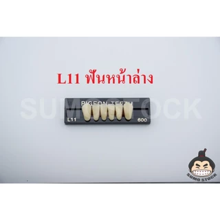 โมเดล นก หน้า กราม แผงย่อย สีมาตรฐานคนไทย สำหรับงานศิลปะ สำหรับปั้นหุ่นขี้ผึ้ง