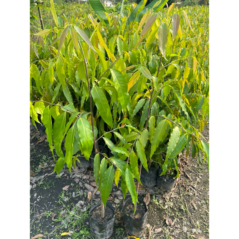 ต้นอโศกอินเดีย (สูง80-100cm) ปลูกเป็นแนวกันลม กันฝุ่น กันเสียงรบกวน ไม้โต้ไว