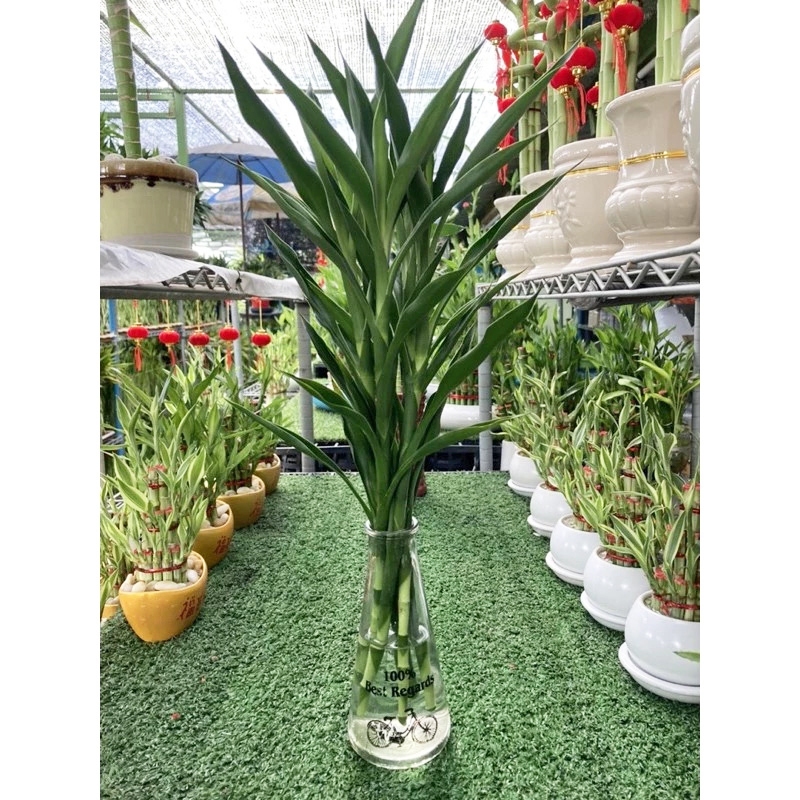 ไผ่กวนอิมเศรษฐี (ไผ่กวนอิมพม่า) สูง 50-55 ซม. / 50-55-CM High Millionaire Lucky Bamboo. Order 1 piece, get 5 stems.