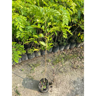 ต้นประดู่แดง (สูง 60-80cm) ไม้ยืนต้น เนื้อแข็ง ไม้ป่าหายาก ดอกสีแดงสวย