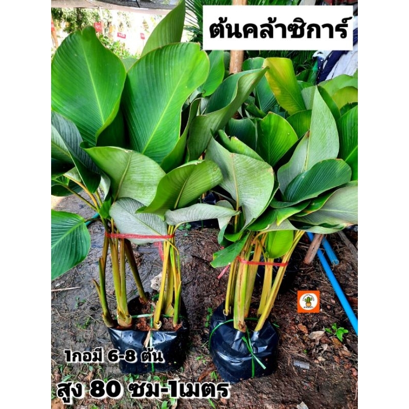 ต้นคล้าซิการ์ คล้าซิการ์