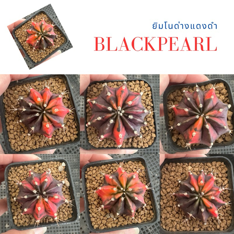 BP01 แบล็คเพิร์ล ยิมโนด่างแดงดำ,Gymno Blackpearl . Cactus แคคตัส ไม้หนาม