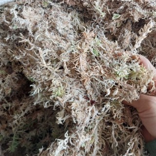 สเฟกนั่มมอส มอสขาว มอสแห้ง 100 กรัม 1ขีด 40 บ.