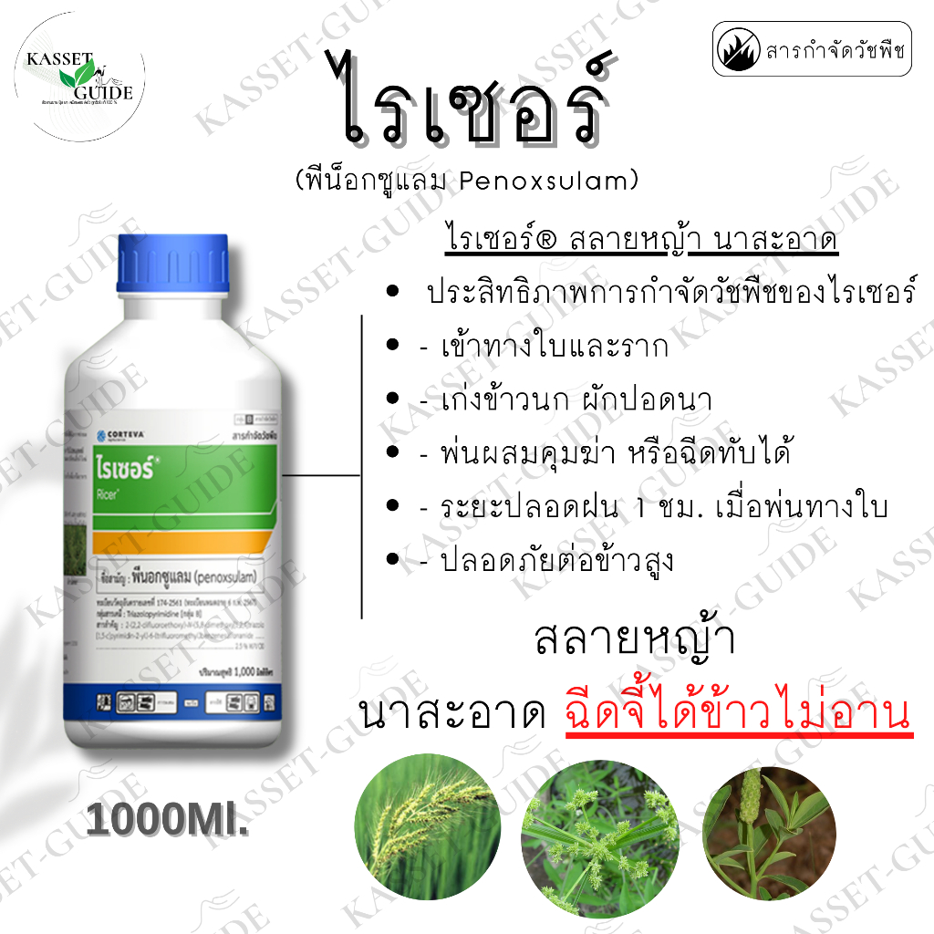 ไรเซอร์ (พีน็อกซูแรม) ใช้หลังวัชพืชงอก คุมฆ่าในนาข้าว กำจัดหญ้าปล้องหิน พุ่มพวง ข้าวนก ราคา ถูกที่สุด ดีลบีเคเค