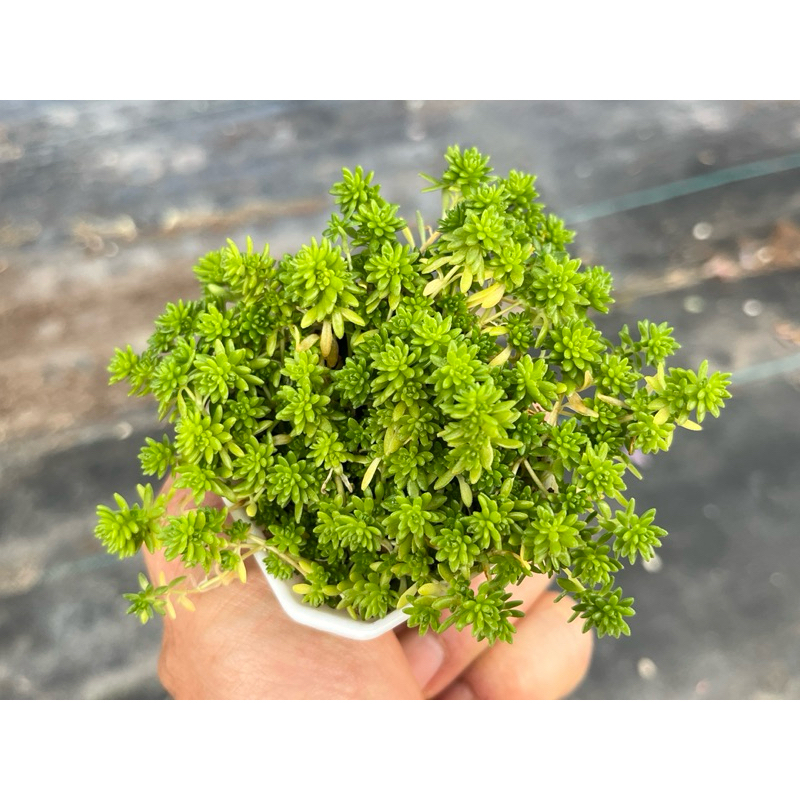 Sedum sexangulare (Tasteless stonecrop) กุหลาบหินไม้อวบน้ำขนาด 2 นิ้ว - รูปที่ 3