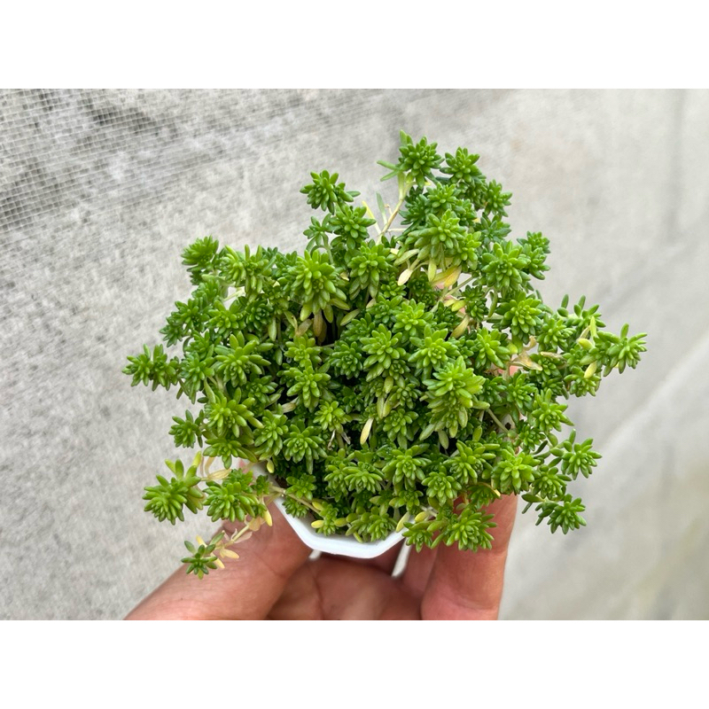 Sedum sexangulare (Tasteless stonecrop) กุหลาบหินไม้อวบน้ำขนาด 2 นิ้ว - รูปที่ 4