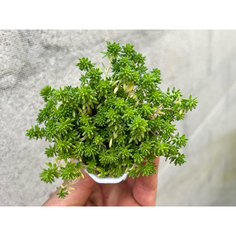 Sedum sexangulare (Tasteless stonecrop) กุหลาบหินไม้อวบน้ำขนาด 2 นิ้ว - รูปที่ 2