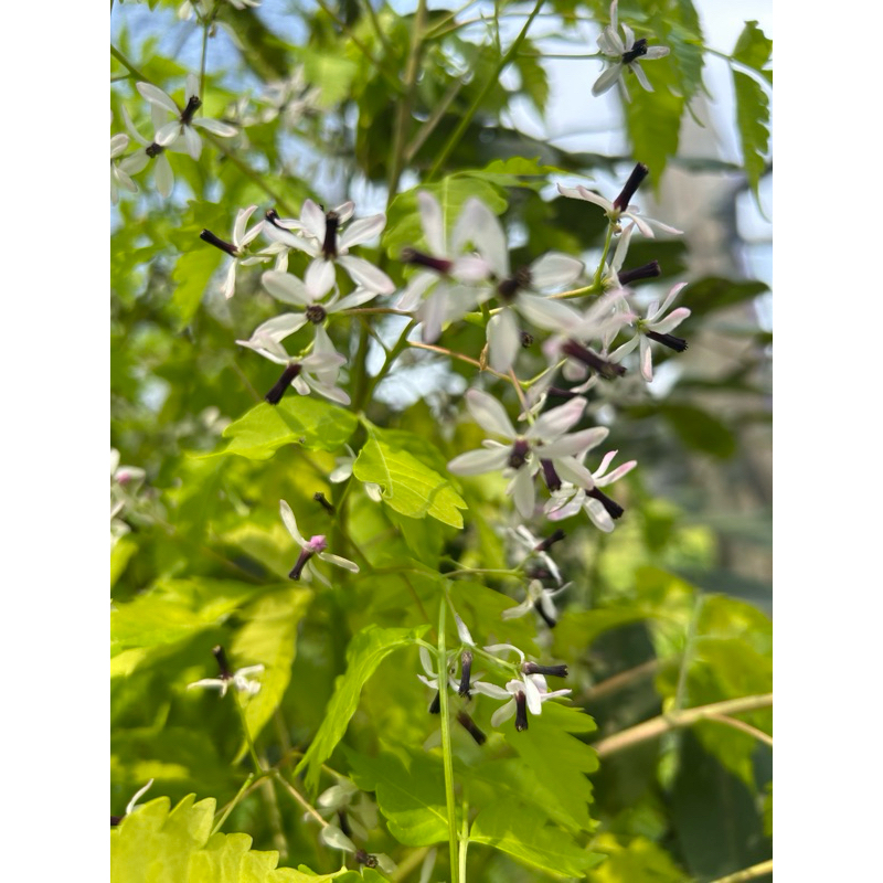 ต้นเกษมณีสีทอง สูง 60-100 ซม. - รูปที่ 7