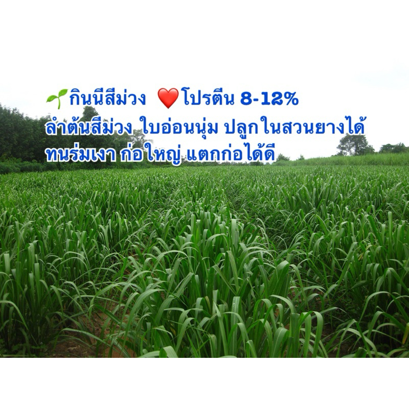 กินนีสีม่วง 1 กิโลกรัม