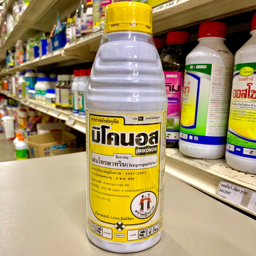 มิโคนอส (MIKONOS) หญิงงาม 1 ลิตร