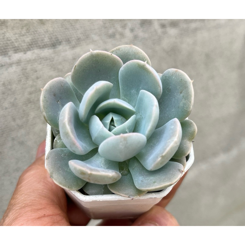 Echeveria runyonii san carlos ไม้อวบน้ำ น่ารักๆ กระถาง 2 นิ้ว