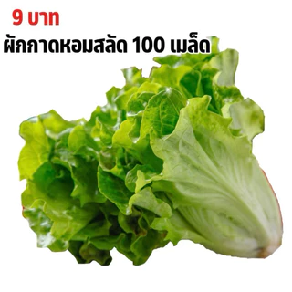เมล็ดพันธุ์ผักกาดหอมสลัด 9บาท 100เมล็ด
