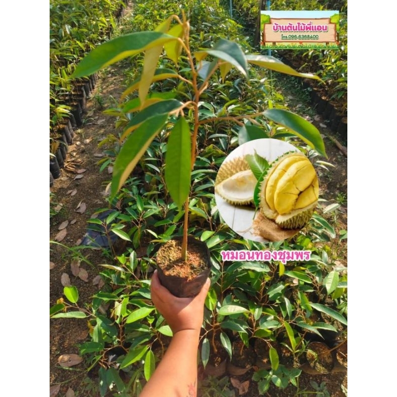 ต้นทุเรียนหมอนทอง 💥ใหม่รุ่นปี 69เลือกทรงได้