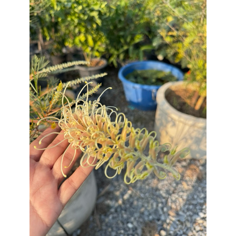 สนเกลวิเลียขาวแคระ Grevillea lvory whip “ทาบ”สูง70-80ซม.