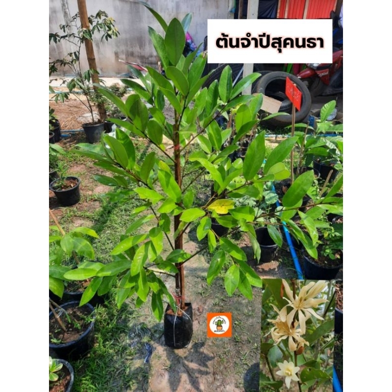 ต้นจำปีสุคนธา จำปีสุคนธา