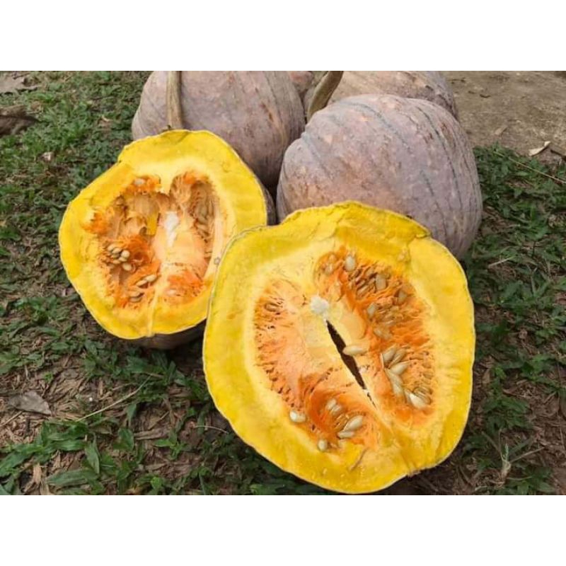 เมล็ดพันธุ์ฟักทองเนื้อไข่เน่าฟักทองพื้นบ้านชุด35เมล็ดราคา90บาท