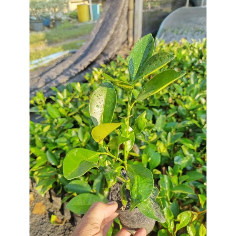 รูปภาพ 4