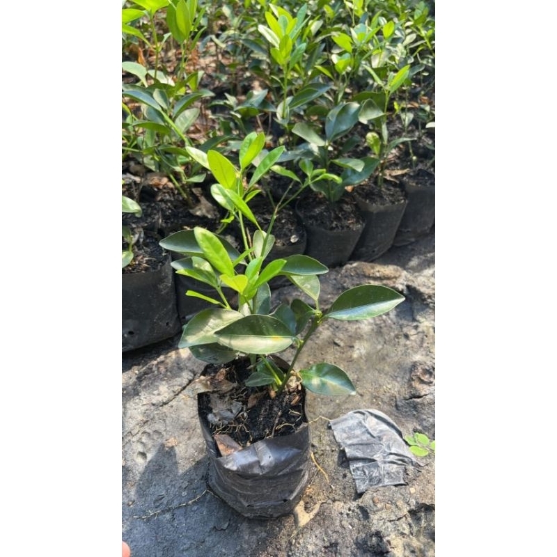 รูปภาพ 5