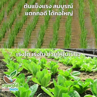 ปุ๋ยยูเรีย 46-0-0 พลังแห่งไนโตรเจนเพื่อพืชที่เจริญงอกงาม (300G/1KG)