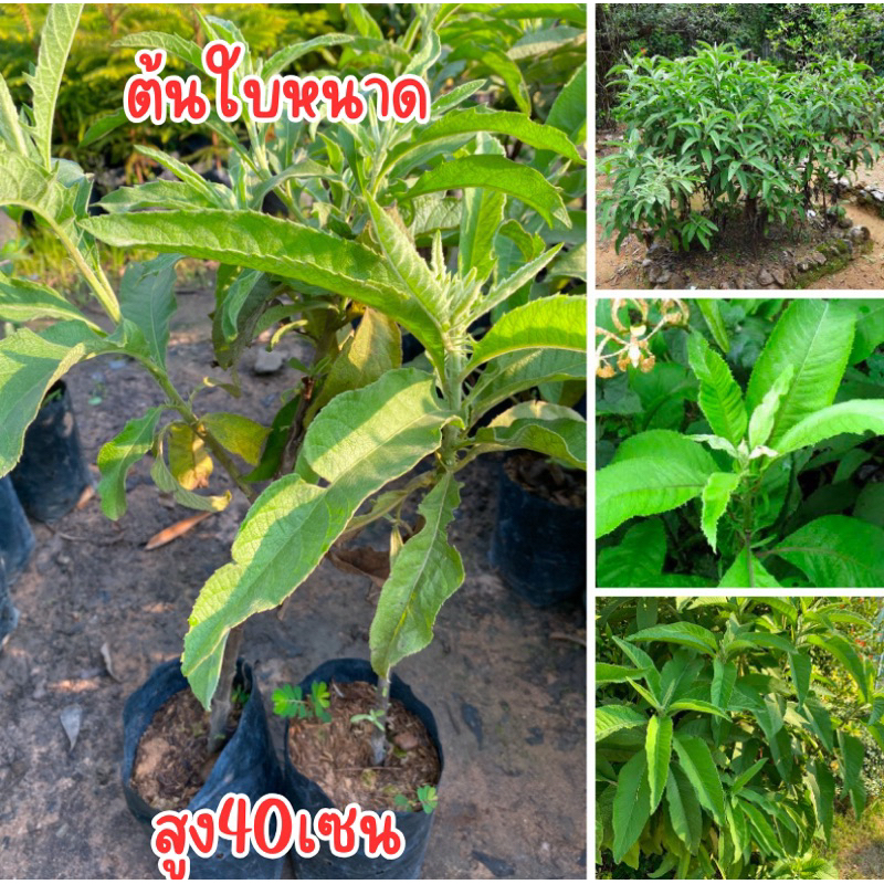 ต้นใบหนาด ต้นสูง40เซน พร้อมส่งครับ