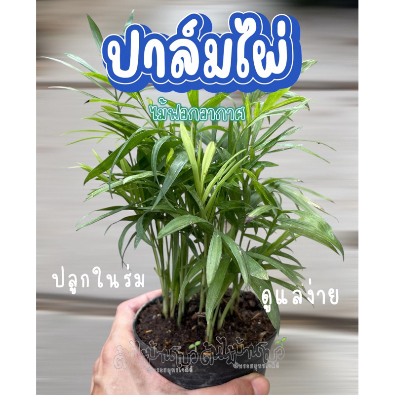 ปาล์มไผ่ นำเข้า USA กระถาง2.5” ไม้ในร่ม ฟอกอากาศ