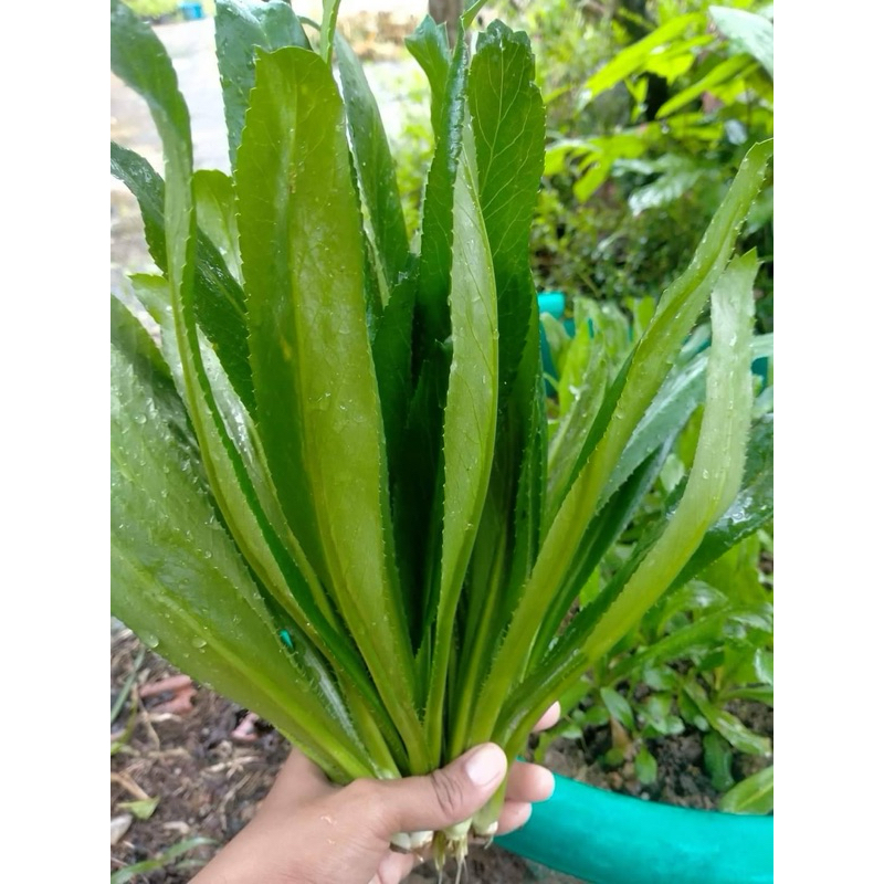 เมล็ดพันธุ์ผักชีฝรั่ง 500 เมล็ด ผักหอมเป