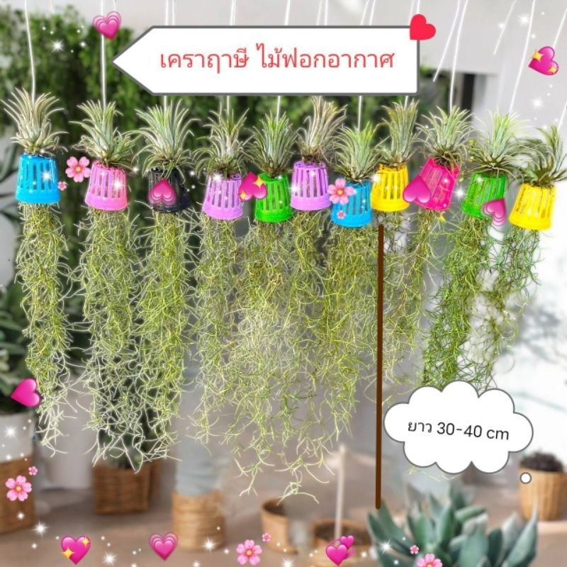 เคราฤาษี​ (ต้นนจริง) ต้นไม้มงคล ยาว​ 25-30 cm.มีลวดแขวน​ เป็นไม้ฟอกอาศ กรองฝุ่น เหมาะกับตกแต่งบ้านและสวน