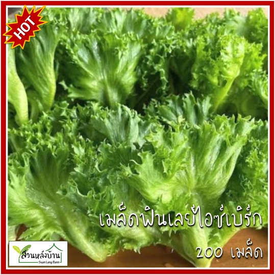 200 เมล็ด ฟิลเลย์ไอซ์เบิร์ก (Frillice Ice Berg Lettuce)เมล็ดฟิลเลย์ไอซ์เบิร์ก เมล็ดผักสลัดฟินเลย์