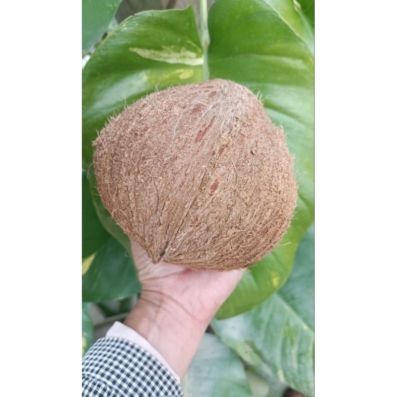 1x husked coconut for making coconut milk, High-quality mature coconuts, Delicious and creamy coconu