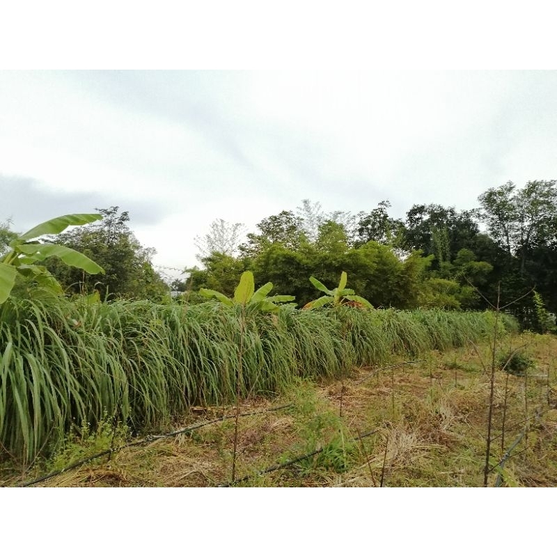 ตะไคร้หอม [ตัดสดทั้งต้นใบเป็นกิโลกรัม]: [ไร้สารเคมี:Organic] : Cymbopogon nardus [สำหรับสกัดน้ำหอมระเหย หมักยาไล่แมลง] ราคา ถูกที่สุด ดีลบีเคเค แกลเลอรีภาพที่ 7