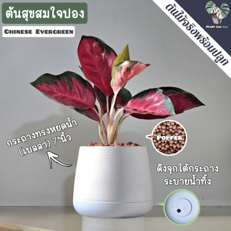 ❤️ต้นสุขสมใจปอง Chinese Evergreen พร้อมกระถาง+เม็ดPopper+ขาตั้งไม้สน (ต้นไม้มงคล) ราคา ถูกที่สุด ดีลบีเคเค แกลเลอรีภาพที่ 2