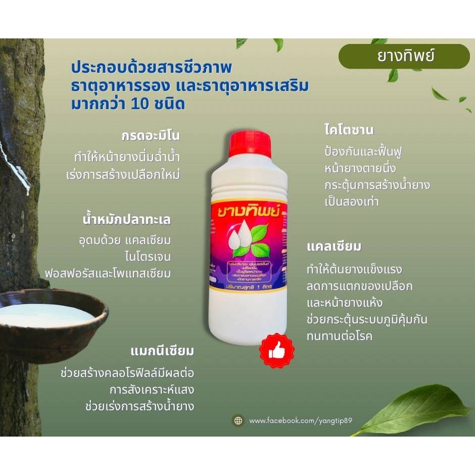 ยางทิพย์ สารชีวภาพเร่งน้ำยาง ขนาด1ลิตร ใช้ทา เพิ่มปริมาณ เพิ่มเปอร์เซนต์อย่างปลอดภัย ยาเร่งน้ำยาง ยาทาหน้ายาง