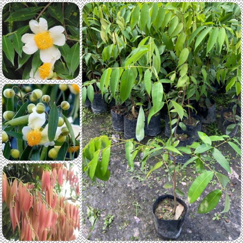 ต้นบุนนาค ไม้มงคล ไม้สมุนไพรน่าปลูก ดอกหอม ให้ร่มเงาได้ดี (สูง 40-60cm) รากแน่น พร้อมปลูก