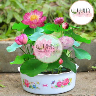 เมล็ดบัวแคระ 9 บาท 5เมล็ด