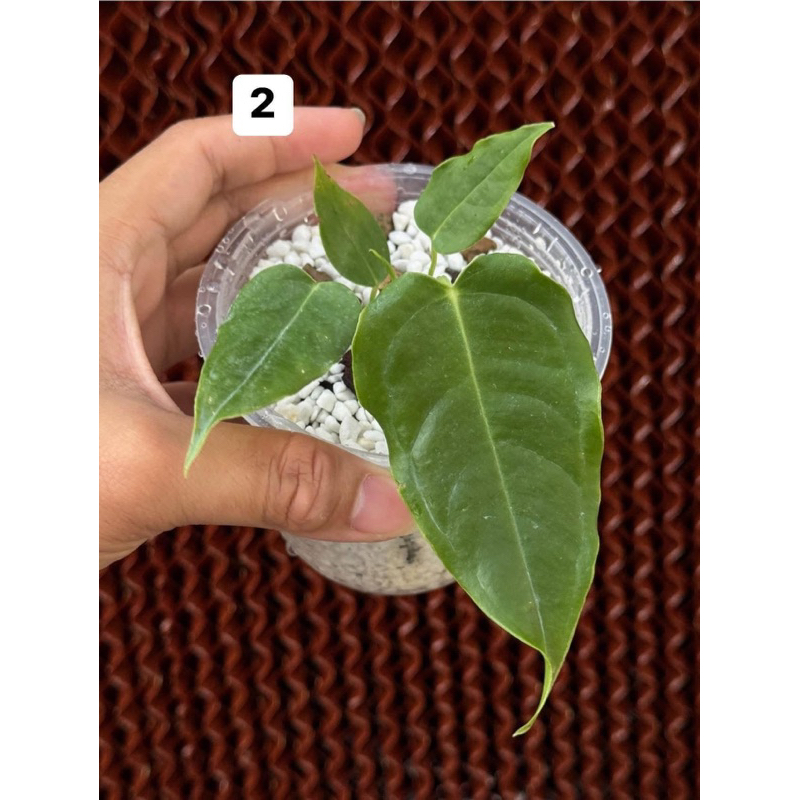 Anthurium Veitchii (king) คิง