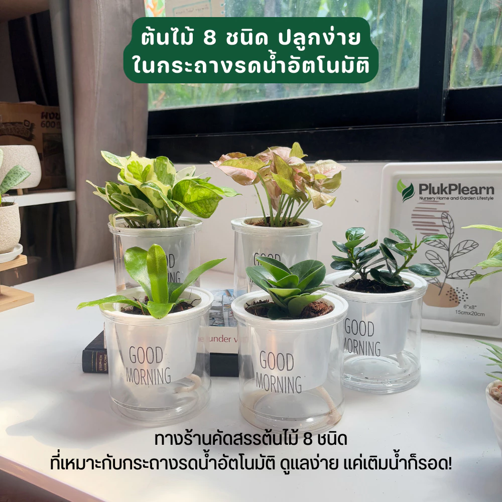 ต้นไม้ ฟอกอากาศ แต่งโต๊ะคอม ไม้มงคล กระถางรดน้ำอัตโนมัติ thumbnail 3