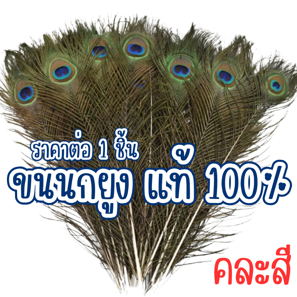 P195 ขนนกยูง ขน แท้ 100% ขนนกยูงศักดิ์สิทธิ์ ขนนก หางขนนก หางนก ตกแต่ง อะไหล่ แต่ง ชุด อลังการ SP