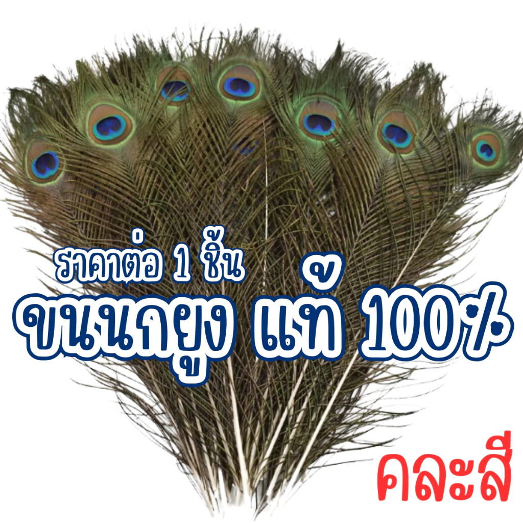 P195 ขนนกยูง ขน แท้ 100% ขนนกยูงศักดิ์สิทธิ์ ขนนก หางขนนก หางนก ตกแต่ง อะไหล่ แต่ง ชุด อลังการ SP