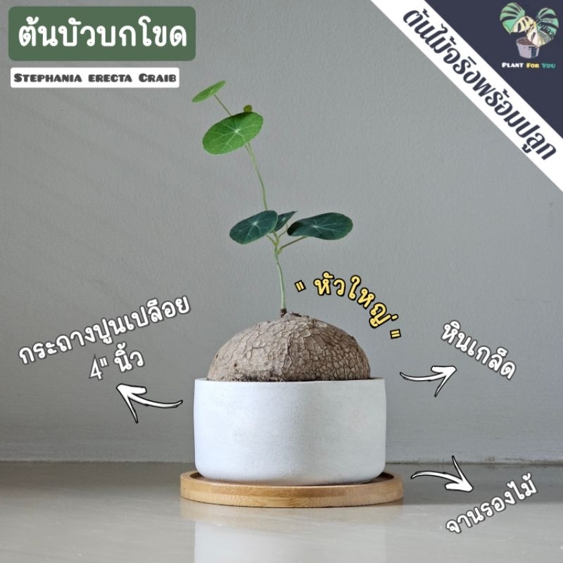 🌰ต้นบัวบกโขด (Stephania erecta Craib) พร้อมกระถาง+จานรองไม้+หินภูเขาไฟแต่งหน้ากระถาง