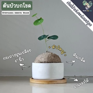 🌰ต้นบัวบกโขด (Stephania erecta Craib) พร้อมกระถาง+จานรองไม้+หินภูเขาไฟแต่งหน้ากระถาง