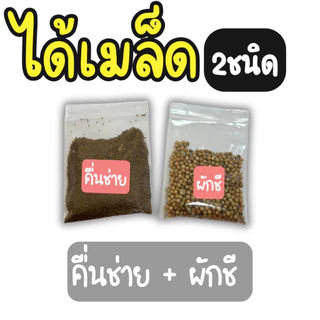 ชุดใหญ่ปลูกผักชี คื่นฉ่าย ชุดปลูกผักชี คื่นฉ่าย ไฮโดรโปนิกส์ (ชุดกล่อง 3 ใบ)