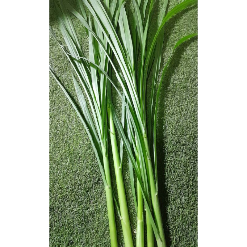 1 กิโลกรัม ยอดหญ้าเนเปีย  ปลอดสาร มีโปรตีนสูง ใช้เลี้ยงสัตว์ได้ ทุกชนิด ตัดสดใหม่ทุกวัน