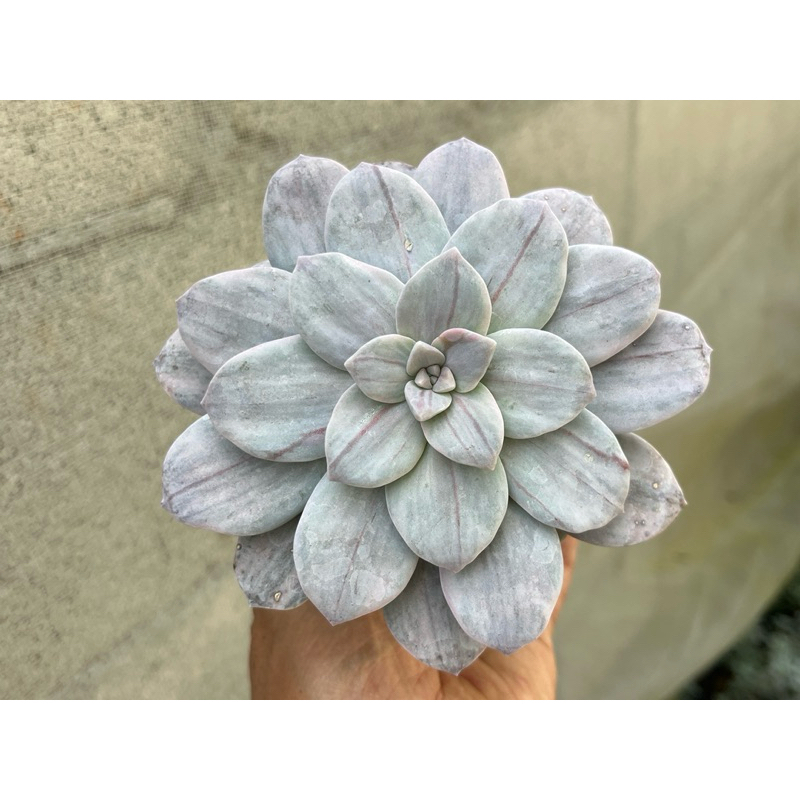 Graptopetalum Silverbum กุหลาบหินไม้อวบน้ำขนาดกระถาง 4 นิ้ว