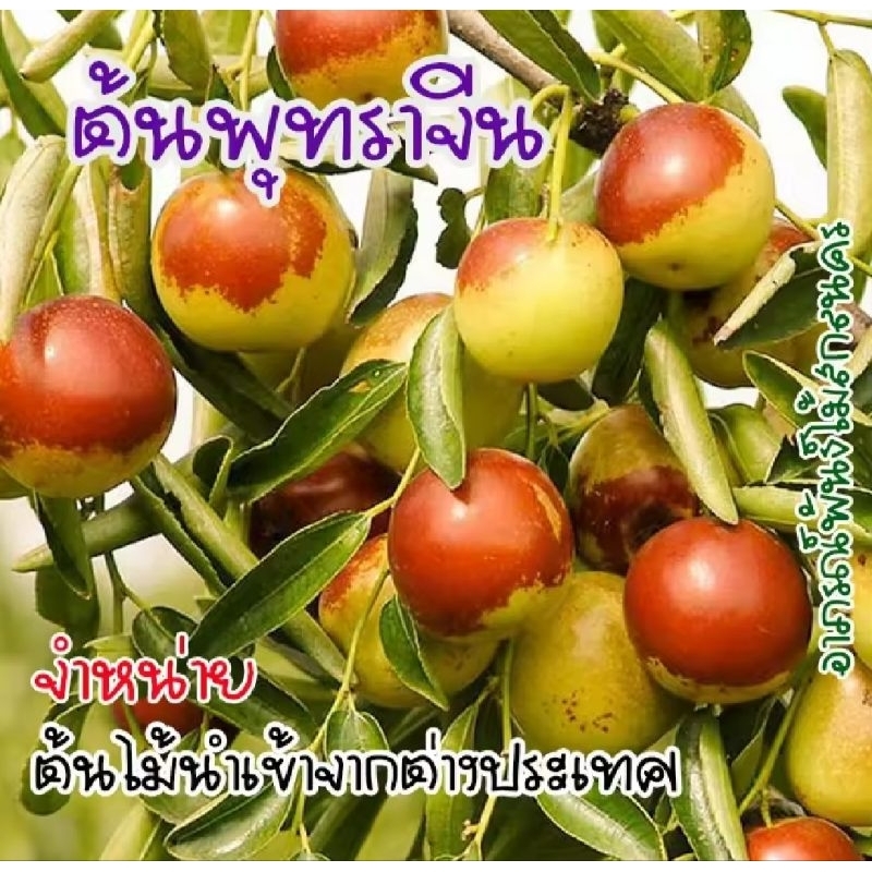 ต้นพุทราจีน พันธ์เทียนเซียนจ่าว แบบติดตา ต้นไม้นำเข้าจากจีน สายพันธุ์แท้ 100%