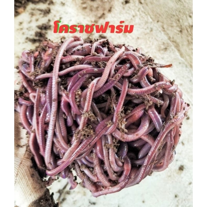 เหยื่อสดafตกปลาขนาด 100กรัม