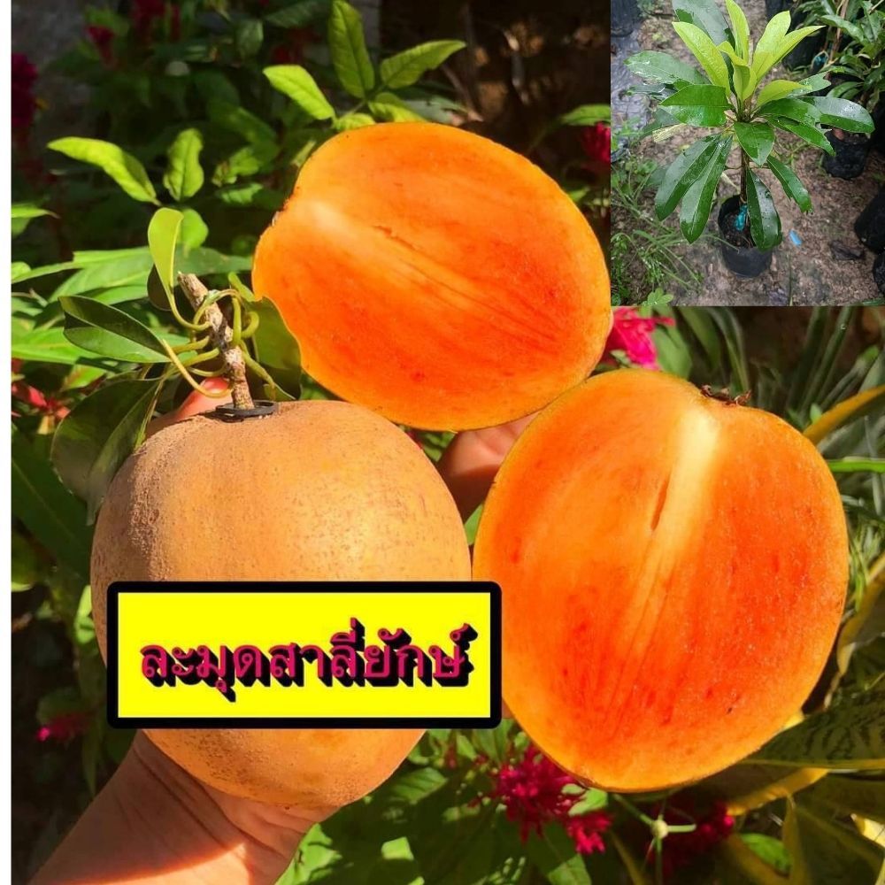 ละมุดสาลี่ยักษ์ ลูกใหญ่ เนื้อละเอียด ไม่เละ เมล็ดน้อย 2ผล1โลกว่า ต้นเสียบยอด ชุดละ 2 ต้น