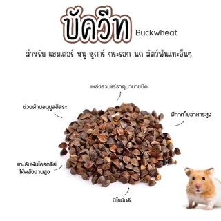 ไม้เเอ๊ปเปิ้ล ที่ลับฟัน หนู เเฮมเตอร์ กระรอก ชูการ์ กระต่าย ดอร์เม้าท์ เเละสัตว์ฟันเเทะอื่นๆๆ